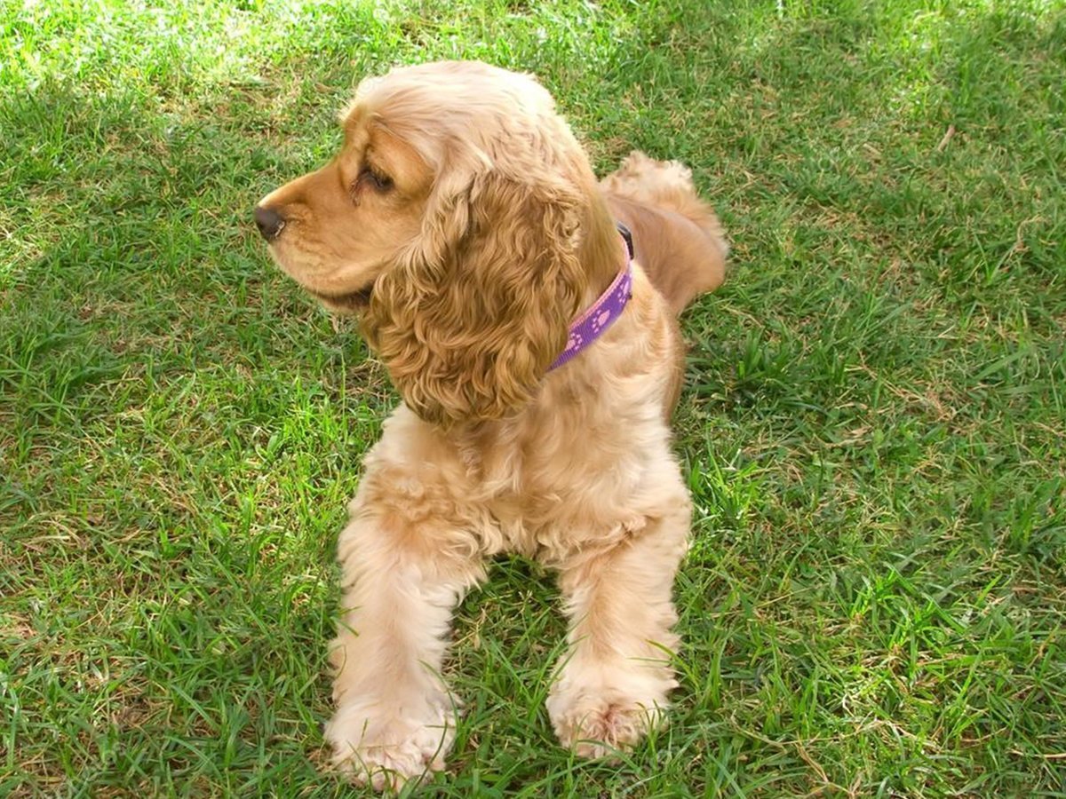 Кокер спаниель французский