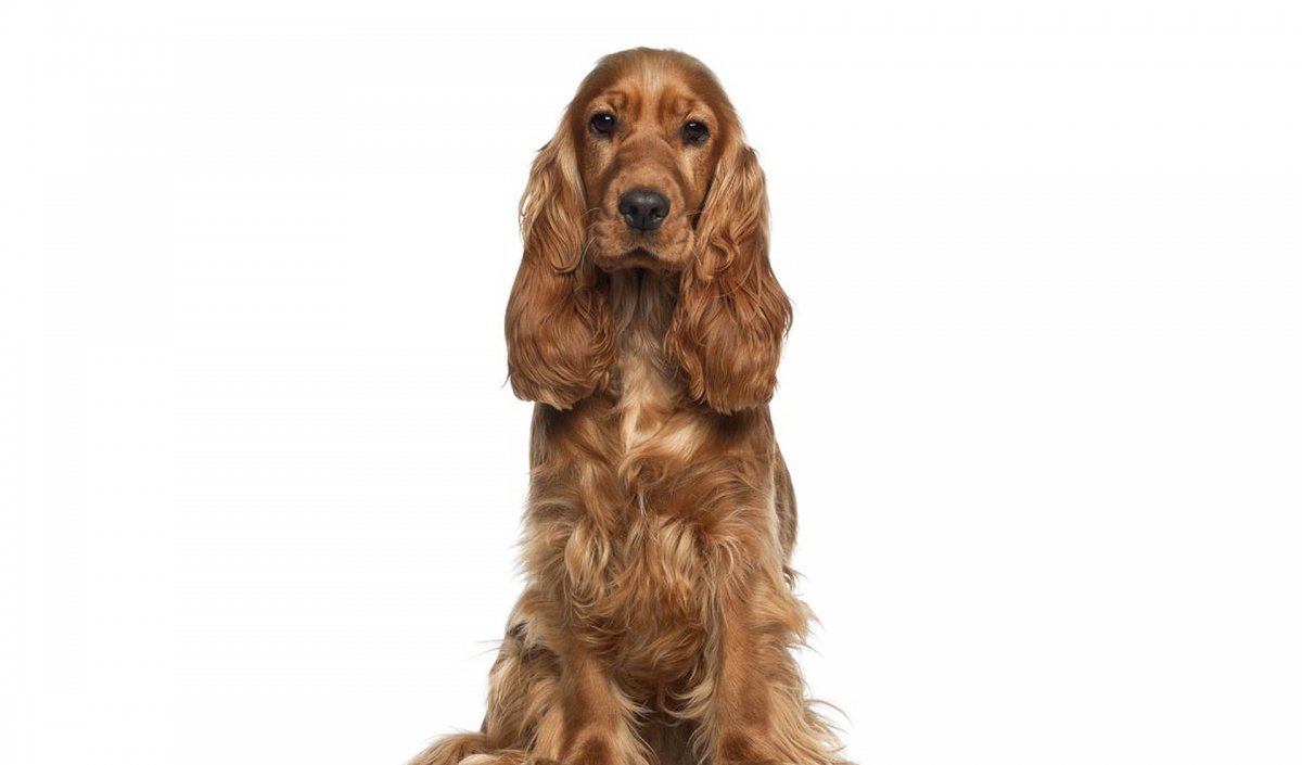 Кокер спаниель Винни