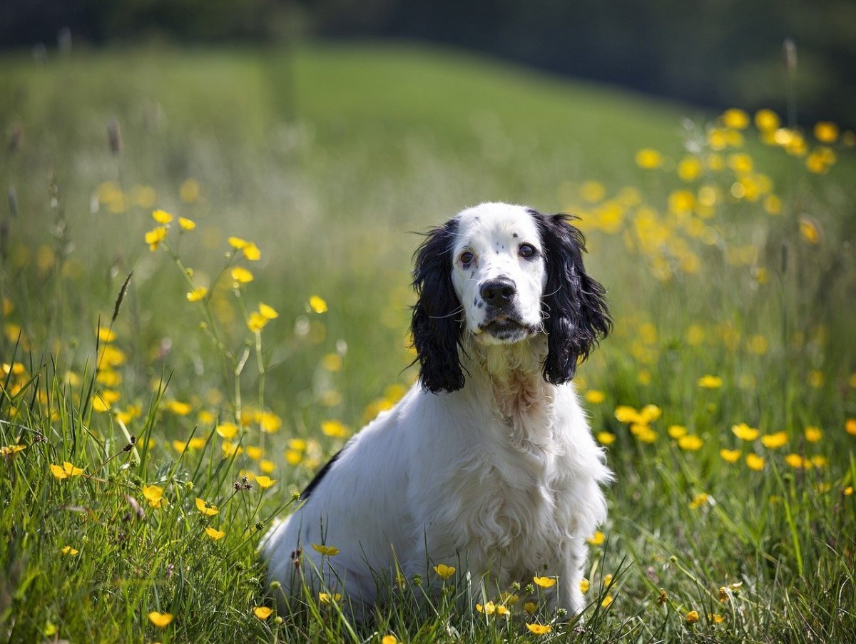 Английский кокер-спаниель