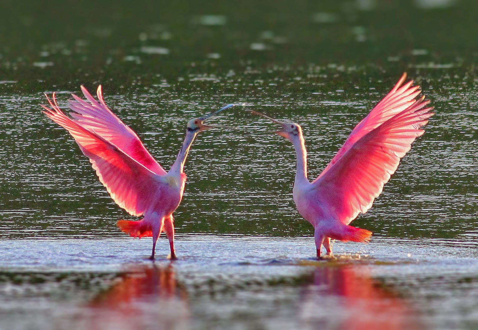 Видео про розовые. Розовый Фламинго птица. Дельта Волги Фламинго. Красный Фламинго. Фламинго расправил Крылья.