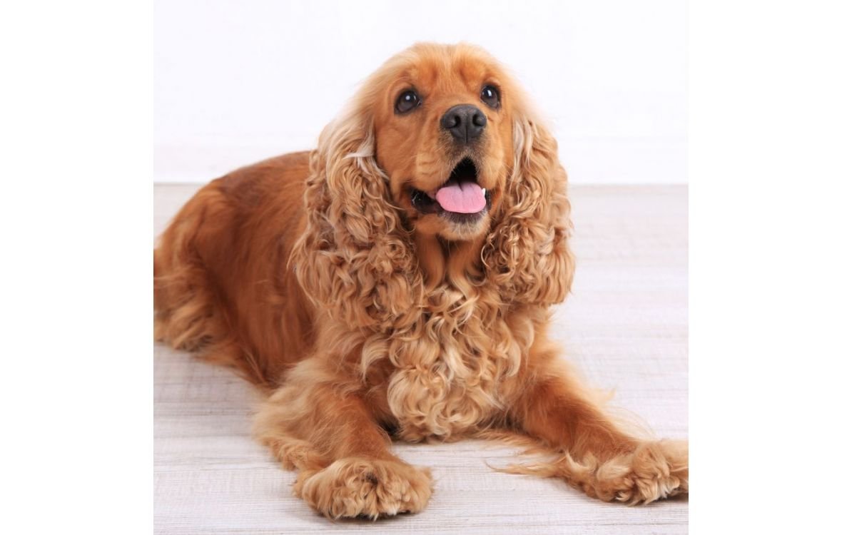 Кокер спаниель альбинос