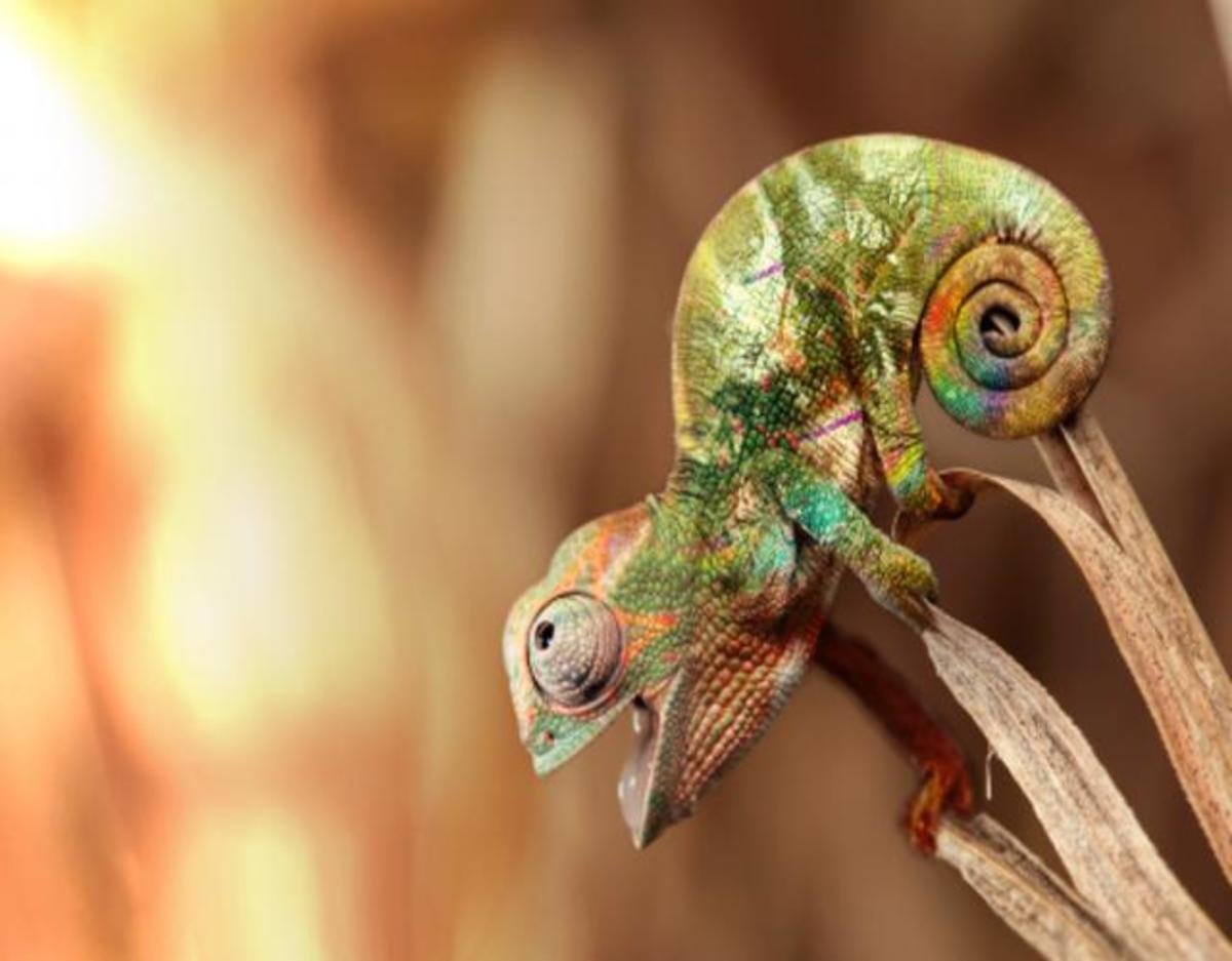 Йеменский хамелеон детеныш