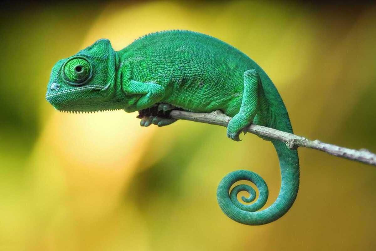 Йеменский хамелеон