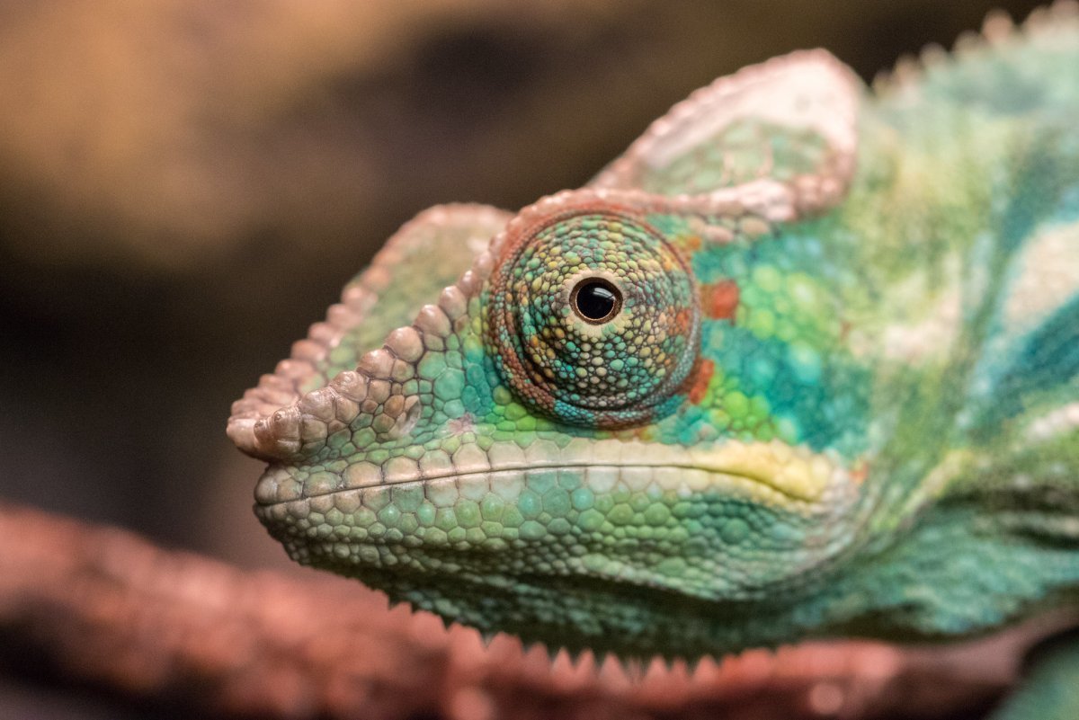 Мадагаскарский короткорогий хамелеон