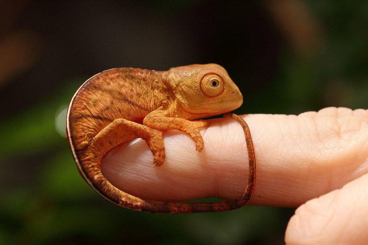 Карликовый хамелеон