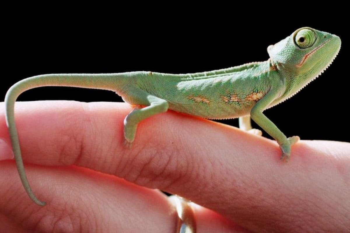 Забавные животные хамелеон