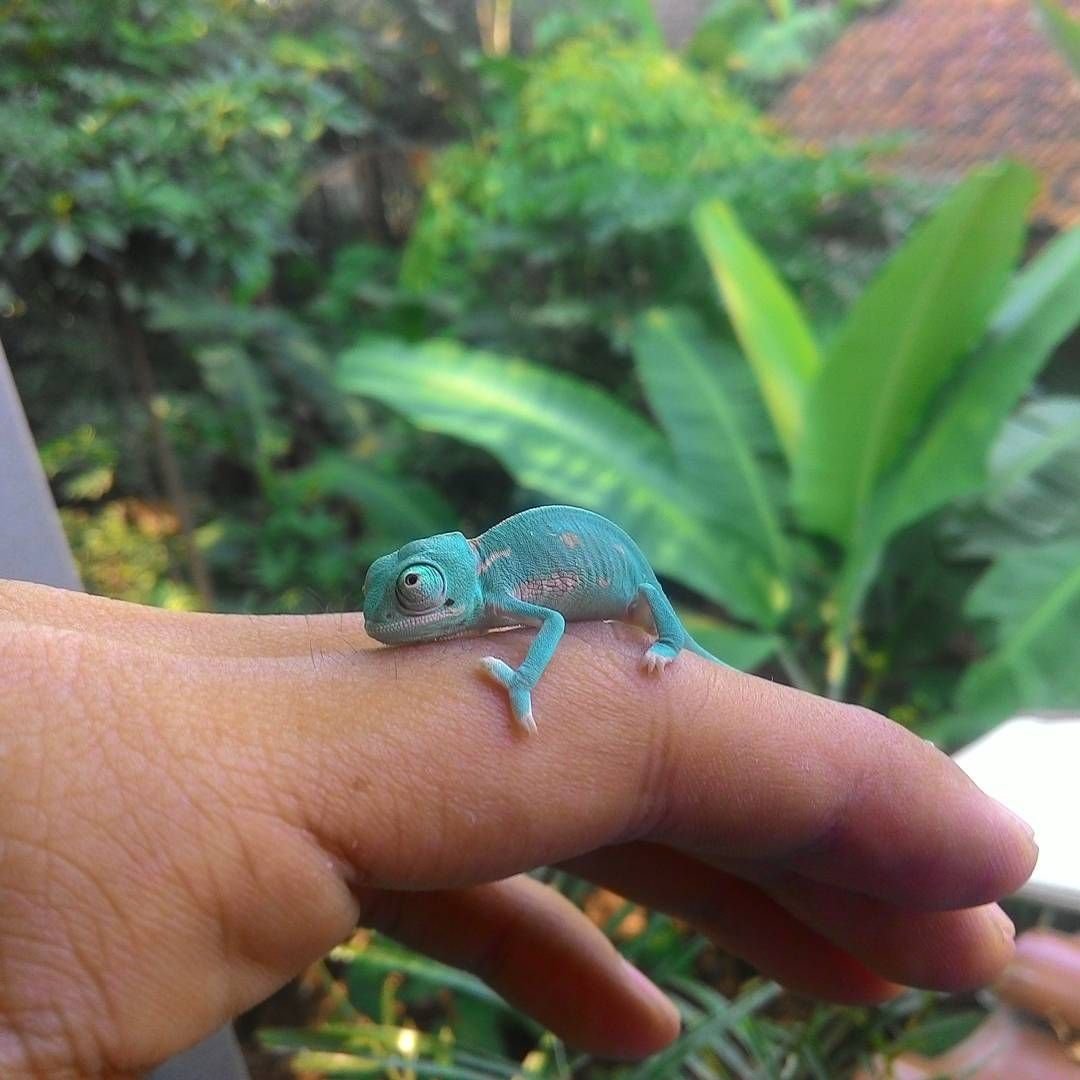 Маленькие хамелеоны мини