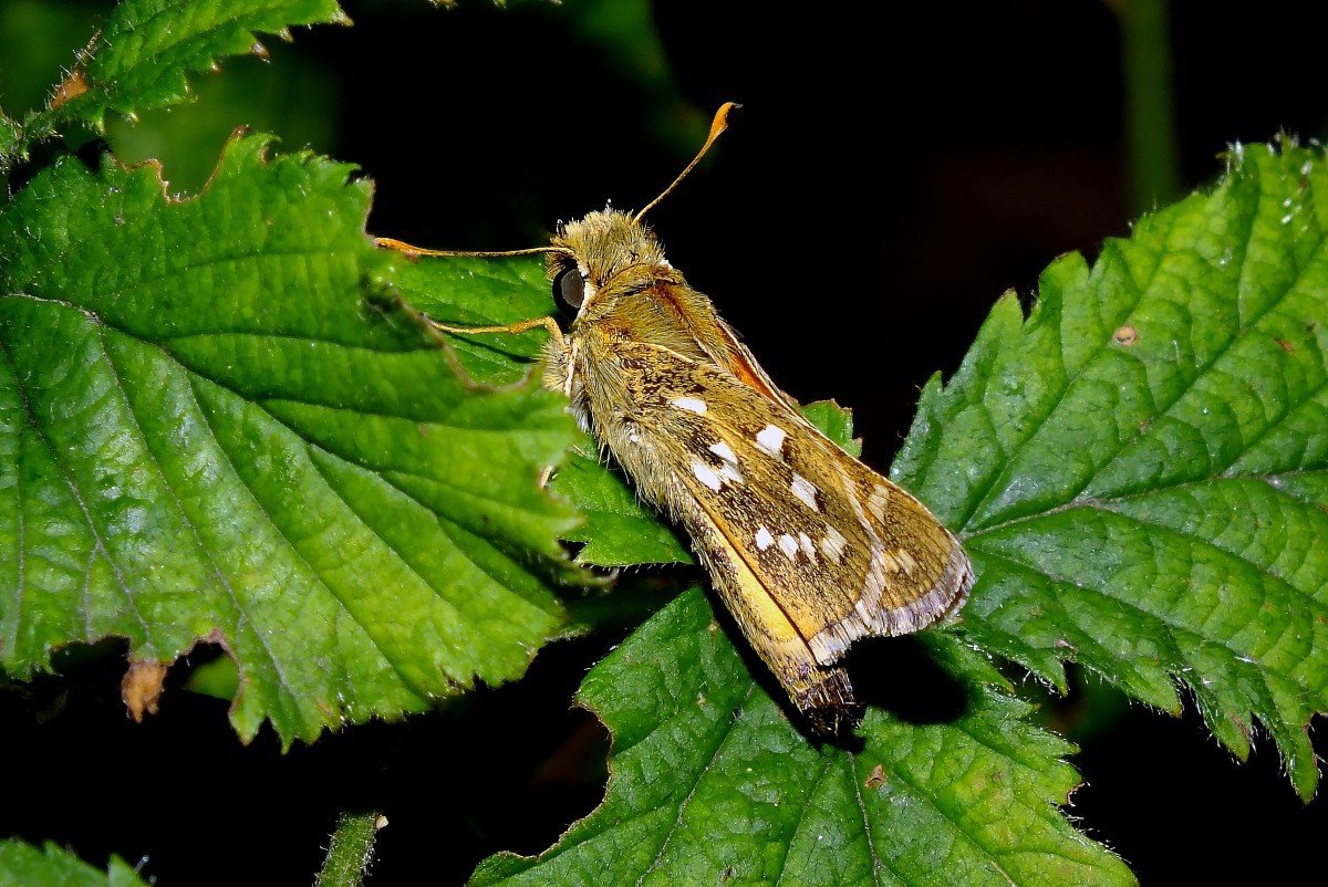 Оливковая ЭКОФОРА бабочка