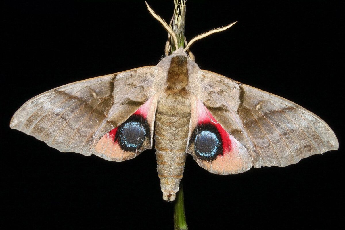 Gordon Beningfield картины