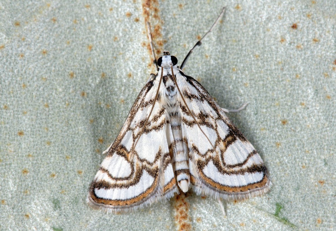 Бабочка Буроглазка мегера