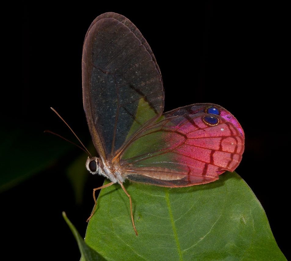 Бабочка с усами на крыльях