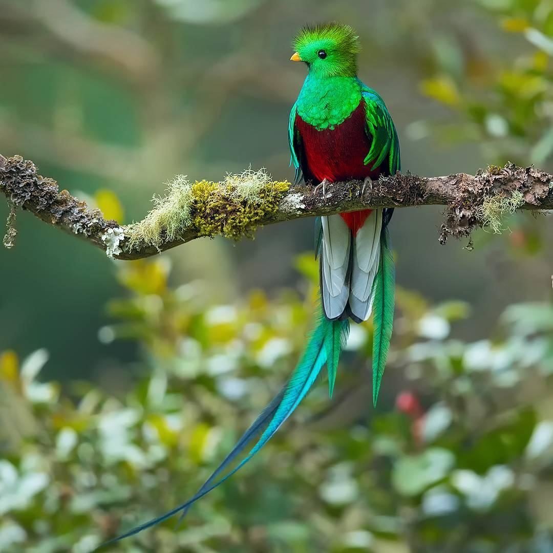 Квезаль Священная птица Майя