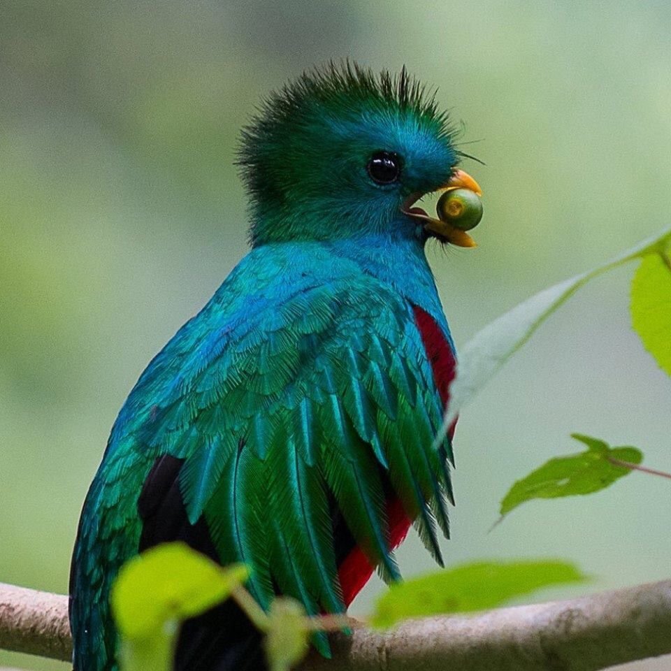 Квезаль Священная птица Майя