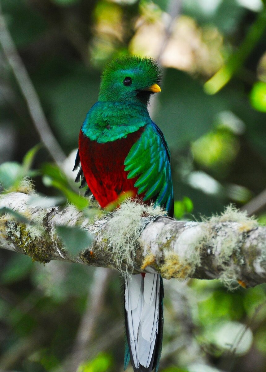 Зеленый Квезаль цвет