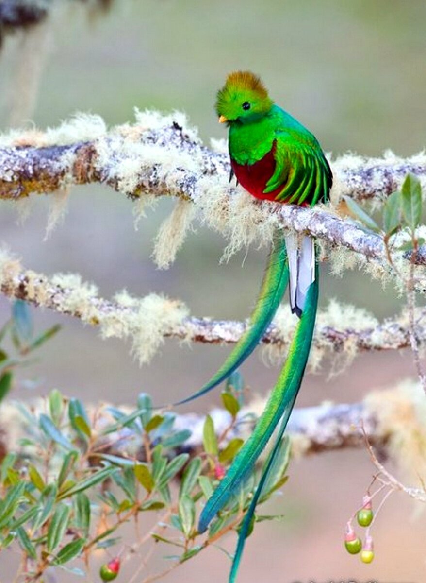 Гваделупский Квезаль
