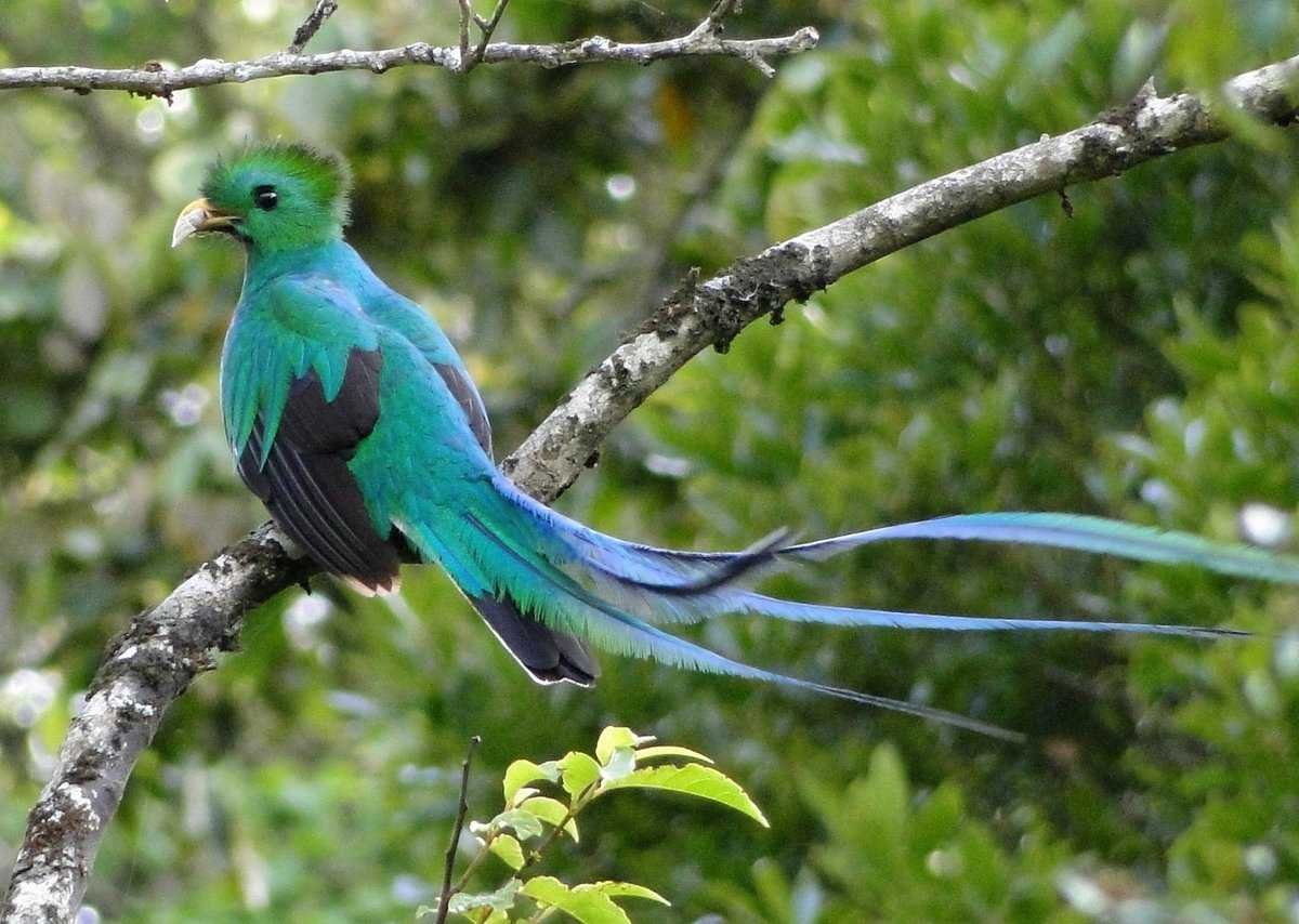 Гваделупский Квезаль