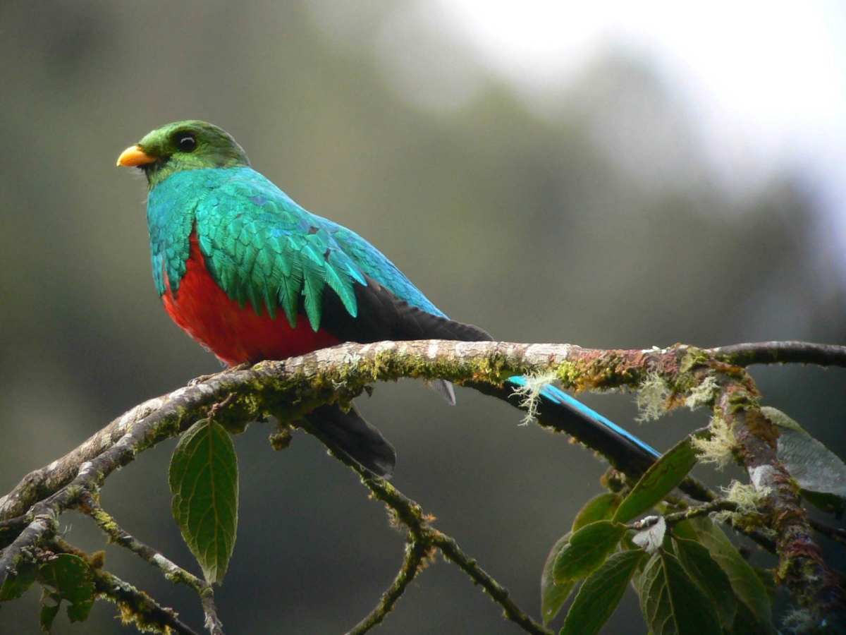 Ацтеки Квезаль