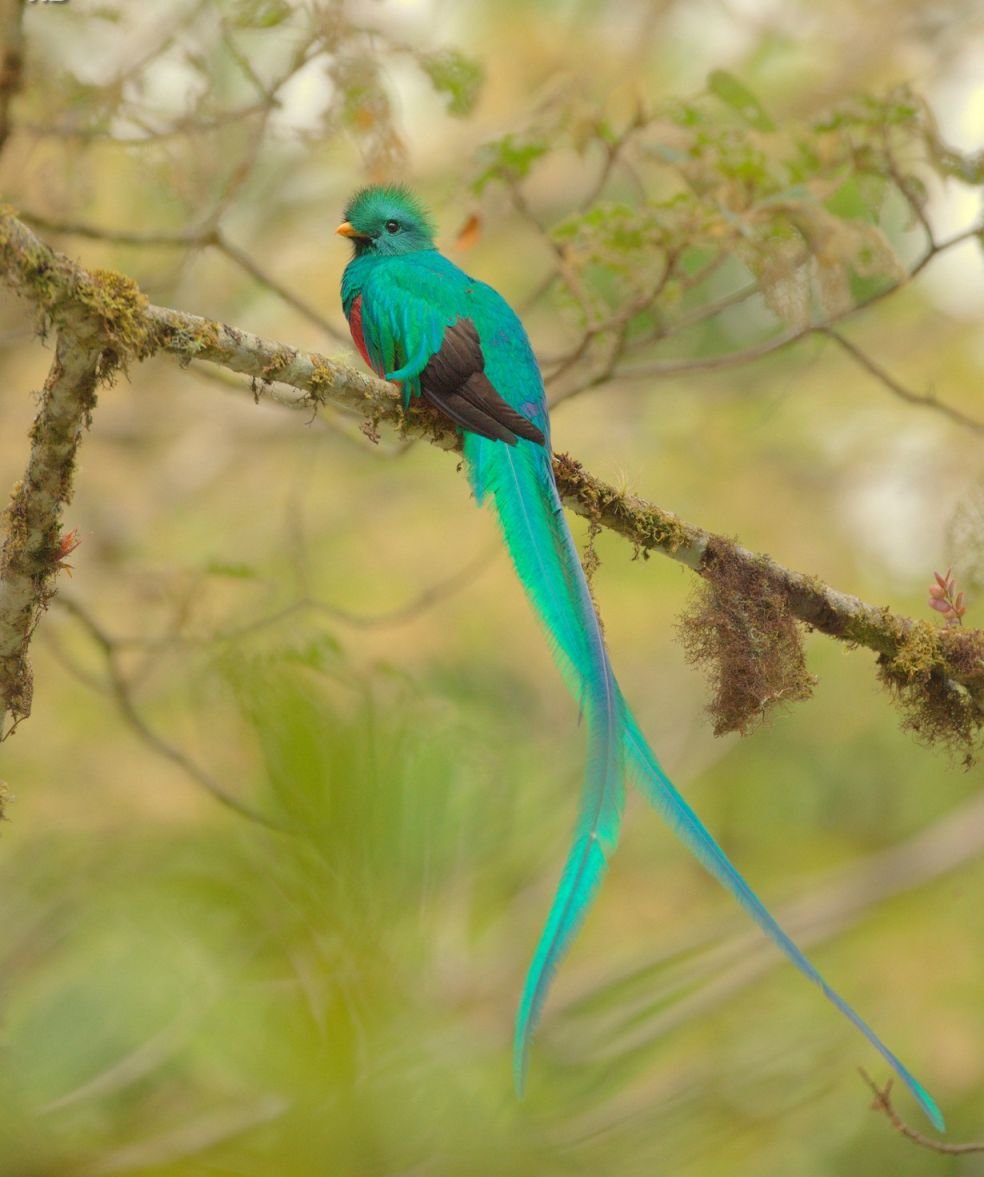 Кетцаль птенец