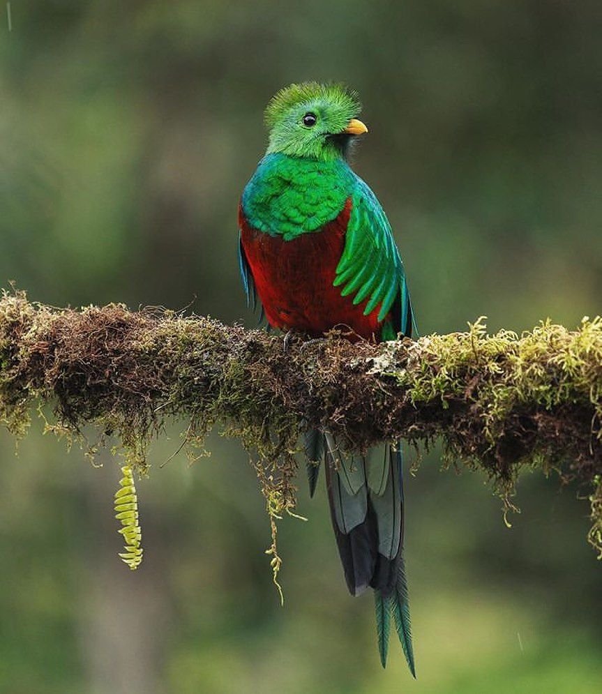 Кетцаль птица свободы