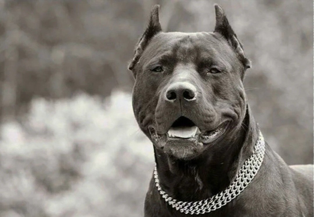 Американский питбультерьер оскал