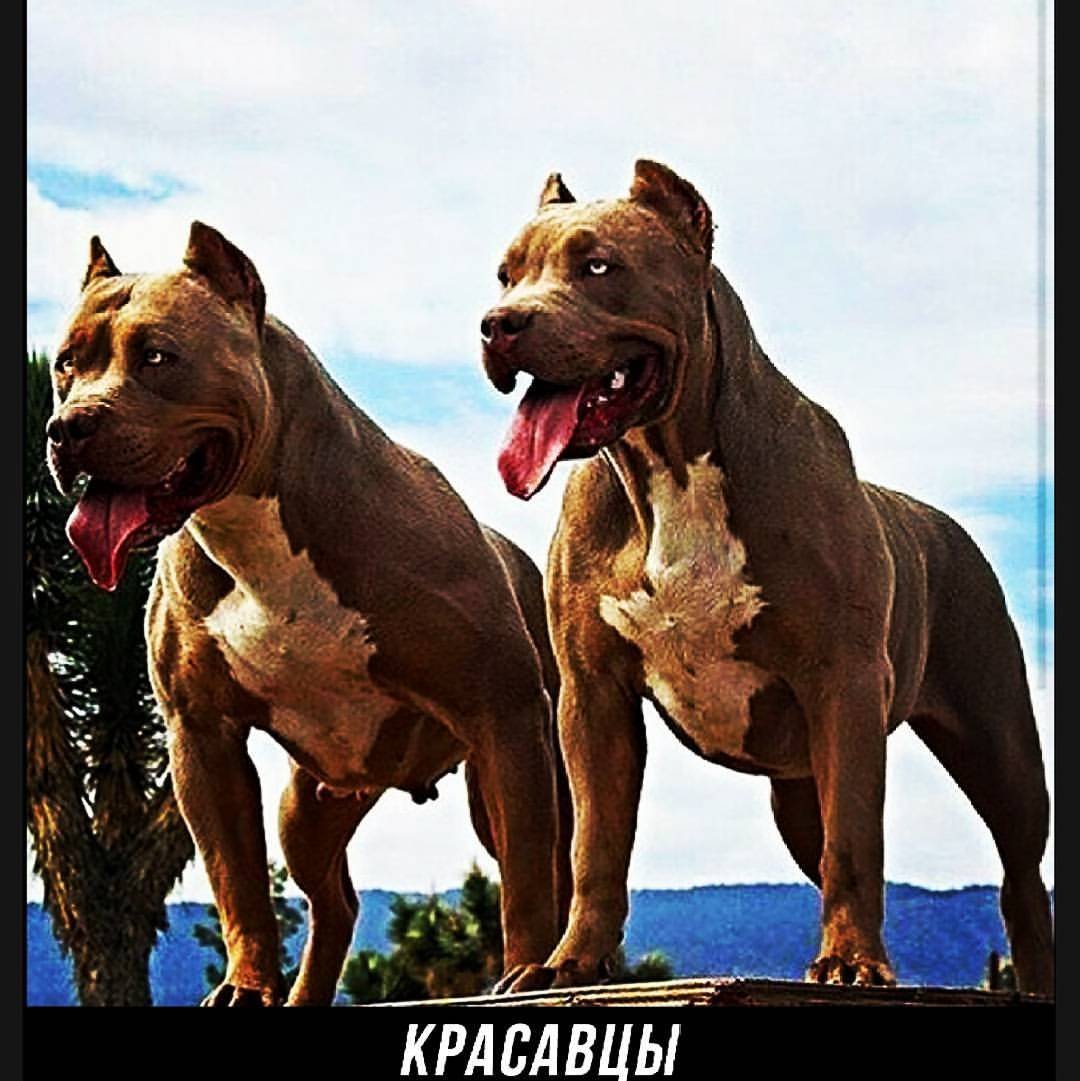 Питбули Агопа