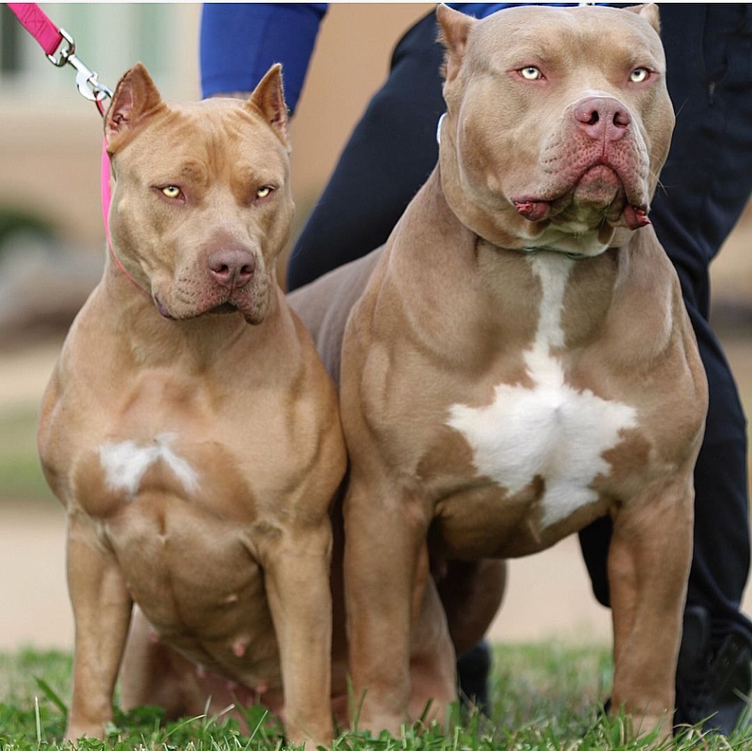 Булли терьер