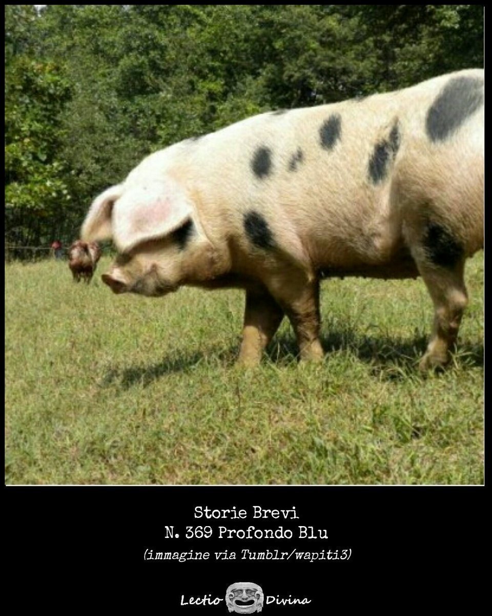 Степная свинья. Брейтовская порода свиней. Поросята ландрас дюрок. Поросята беконной породы. Украинская Степная Рябая порода.