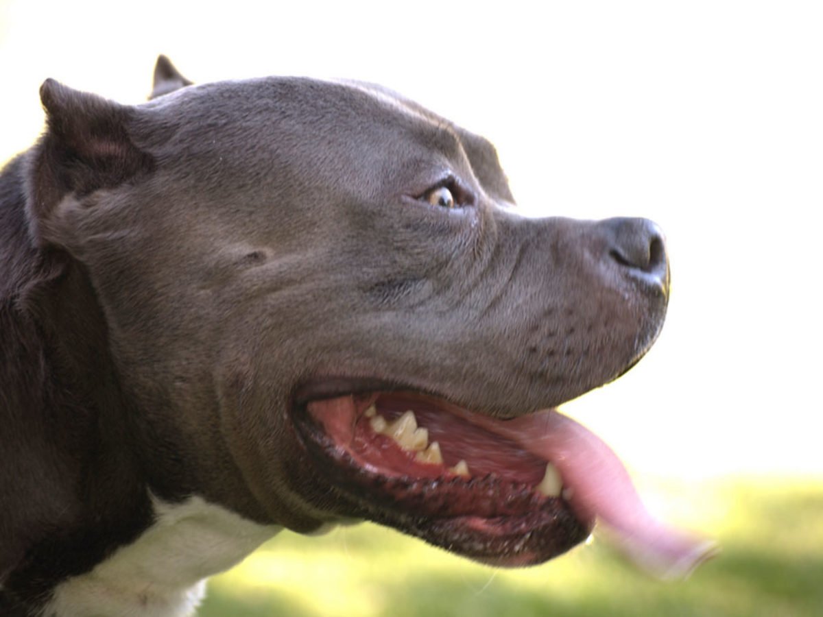 Порода собак питбуль