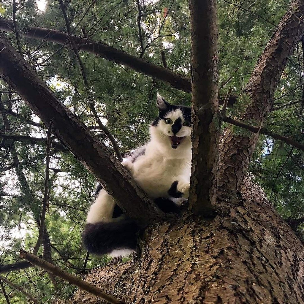 Алиса еноты умеют лазить по деревьям