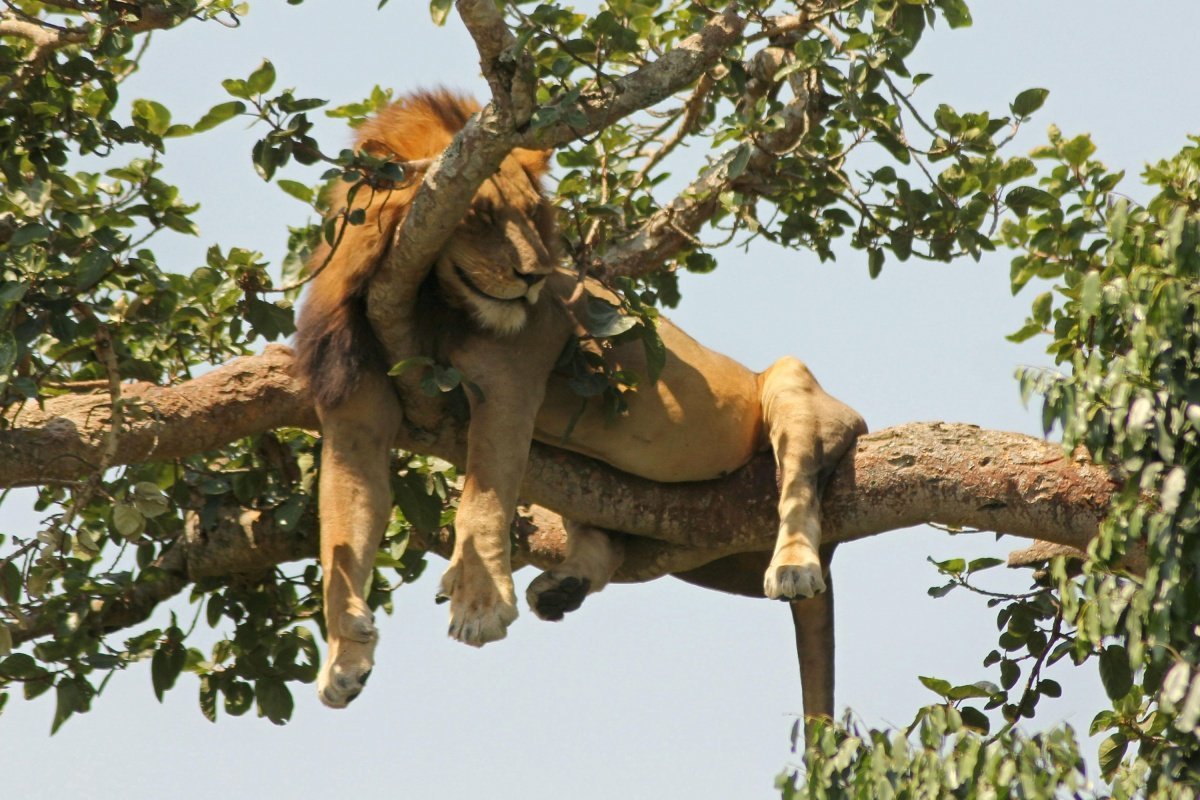 Лев на дереве