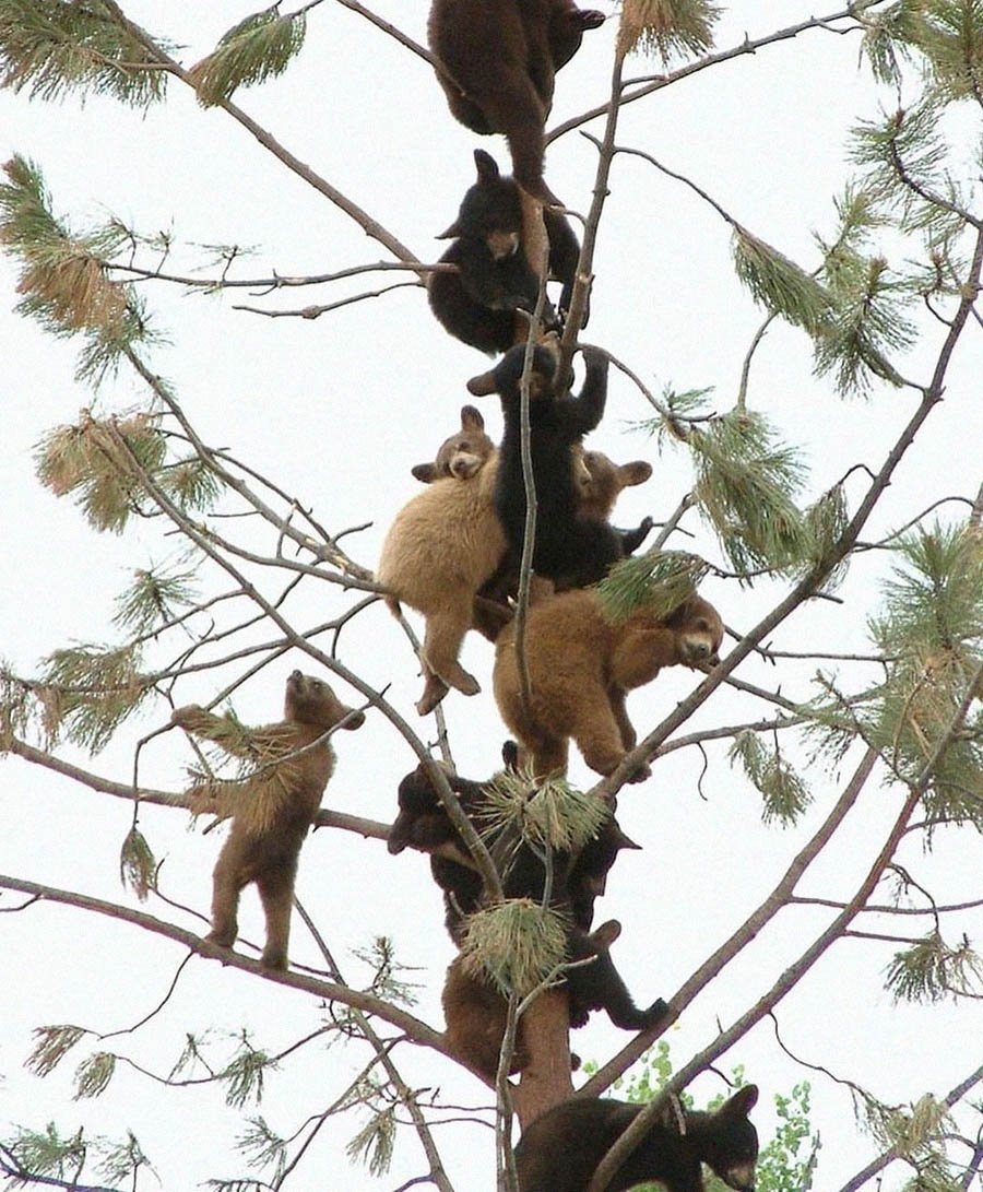 Медведи живущие на деревьях
