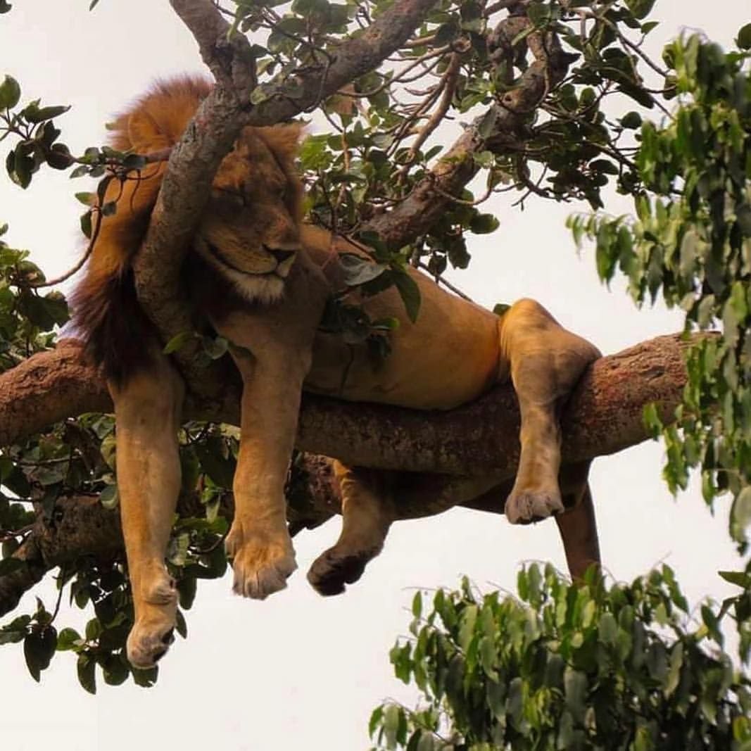 Лев на дереве