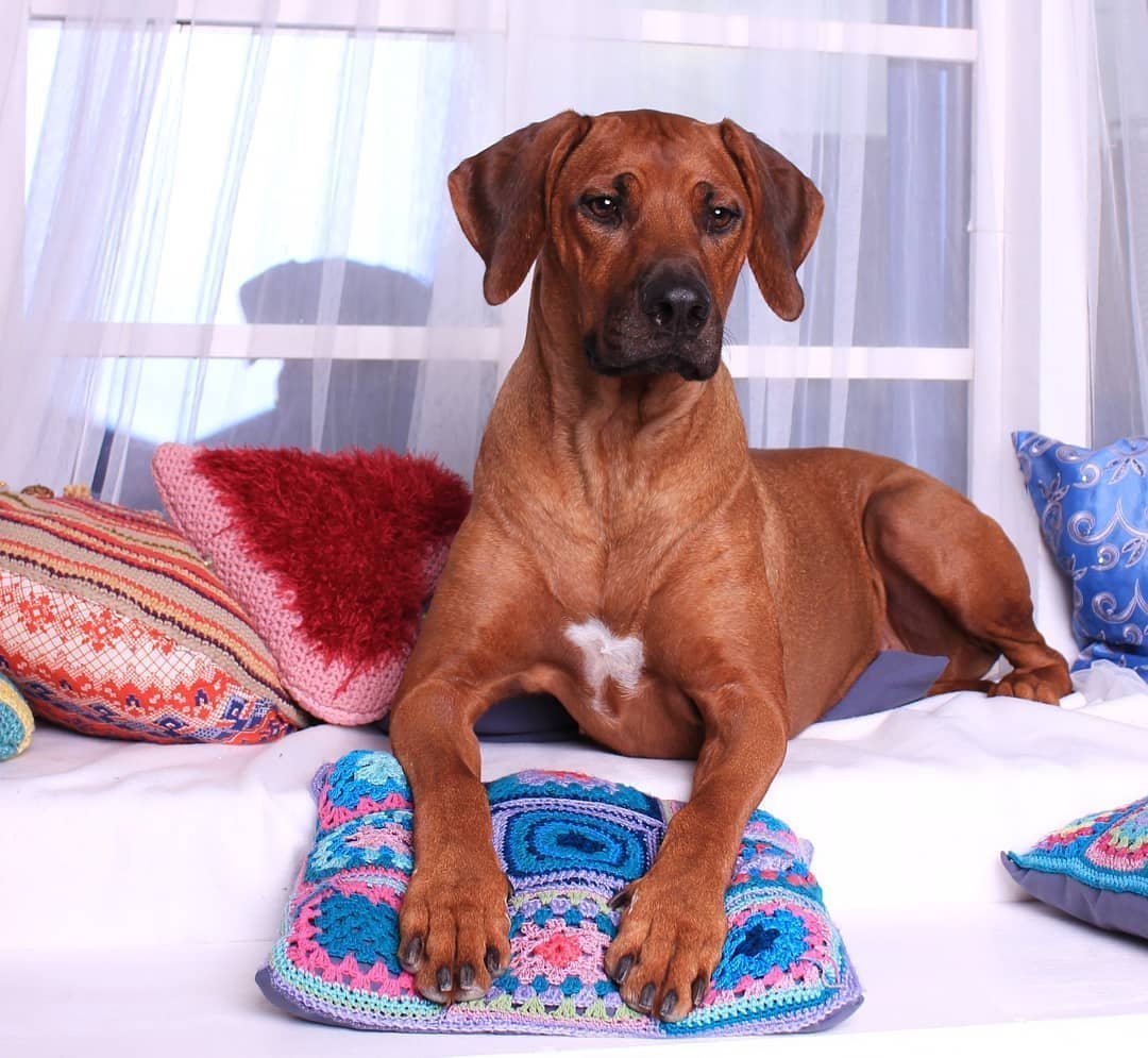 Крупные гладкошерстные собаки