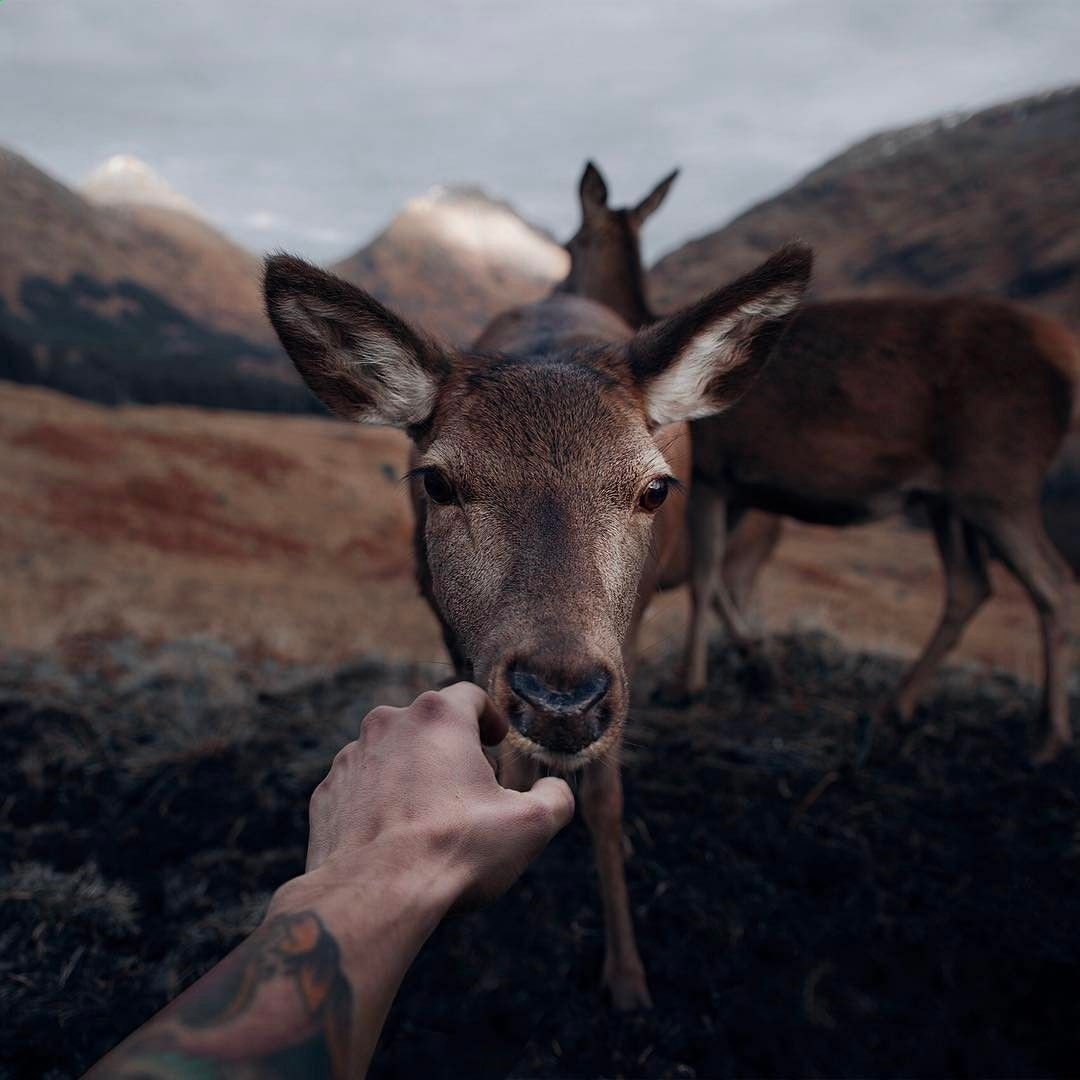 Буйвол Карачаево Черкесии