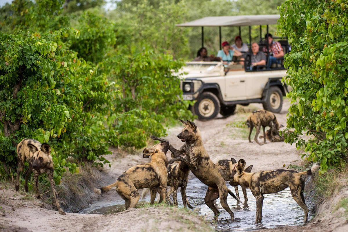 Дальневосточный леопард Килли