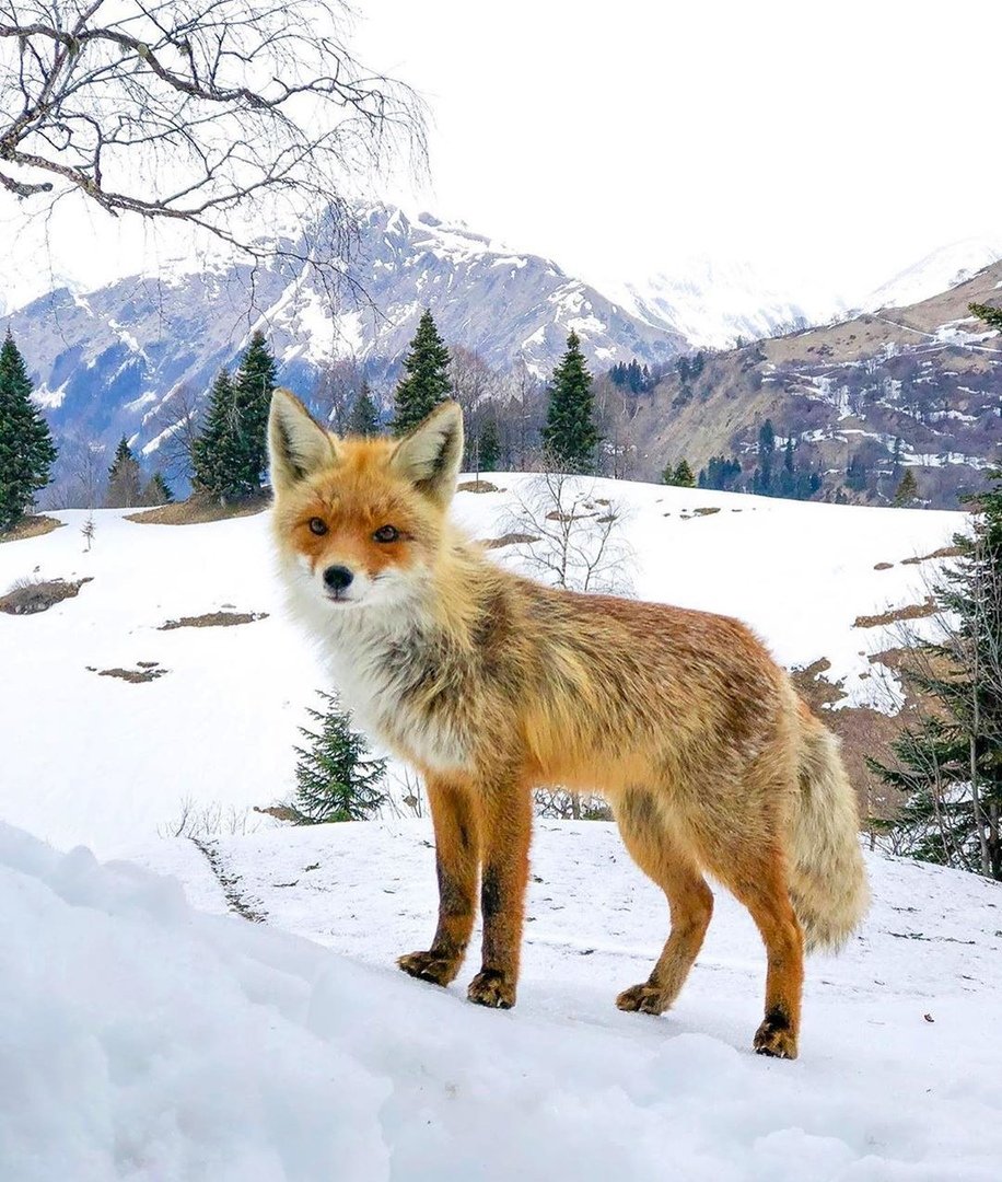 Западный Кавказ переднеазиатский леопард