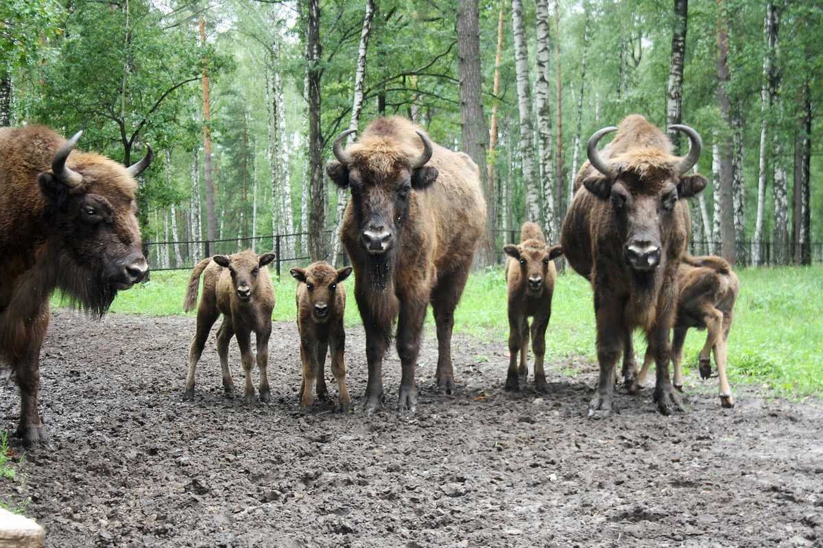Сочинский национальный парк бурый медведь