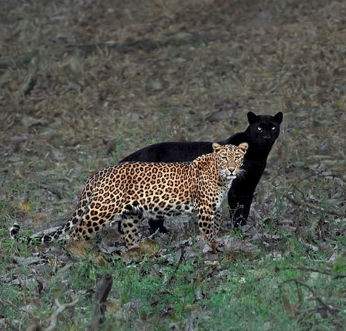 Дикие животные Абхазии