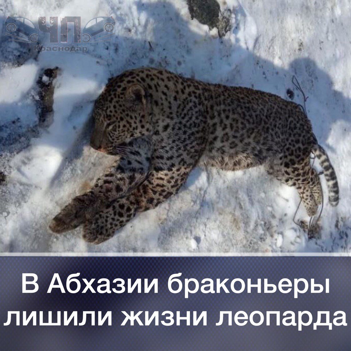 Кения Африка отель Giraffe Manor