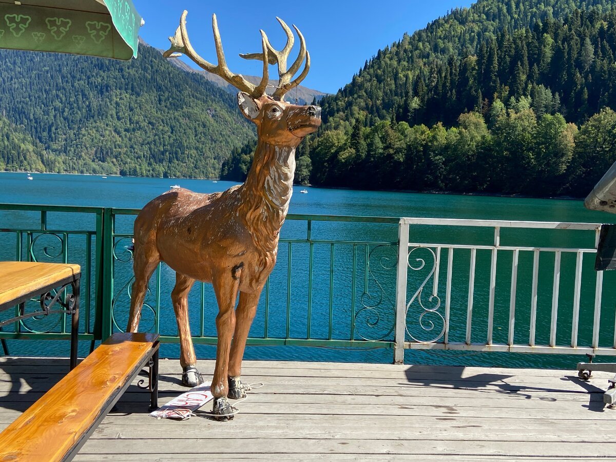 Переднеазиатский леопард Ахун