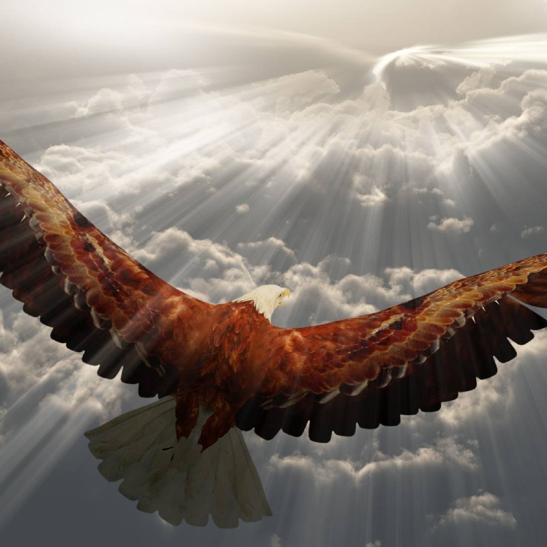 Сапсан птица