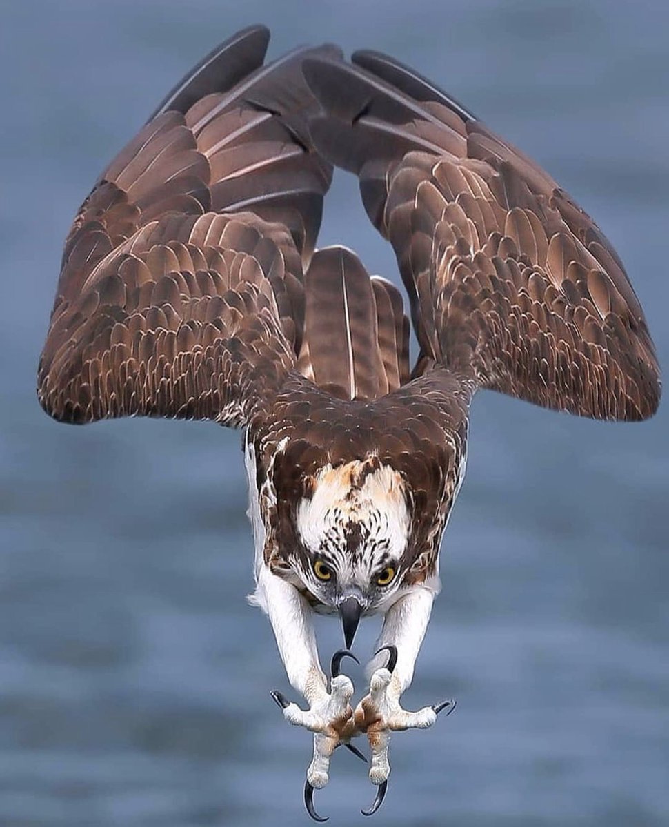 Белоголовый Орел полет