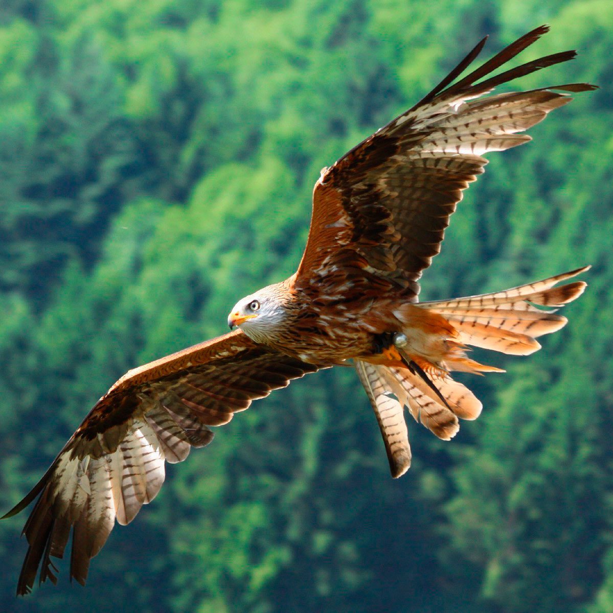 Верхом на птице