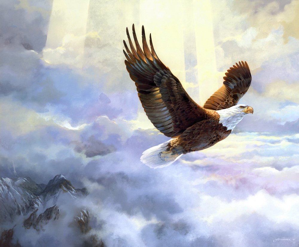 Орел ястреб Сокол Коршун Беркут