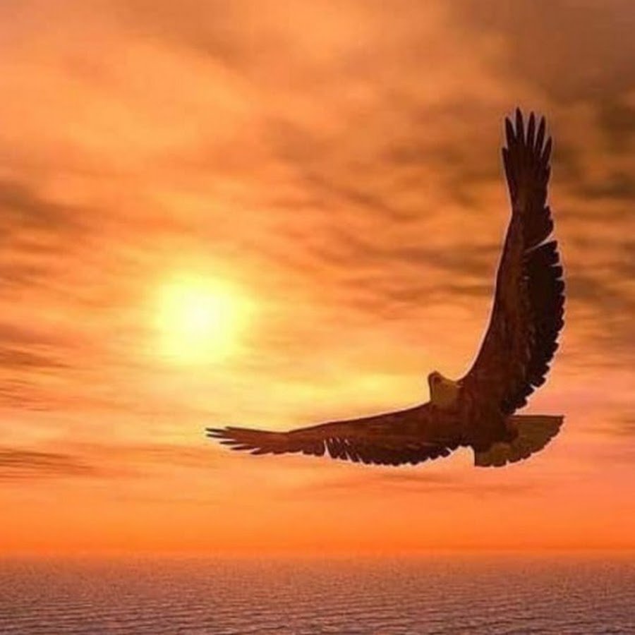 Сокол парит в небе