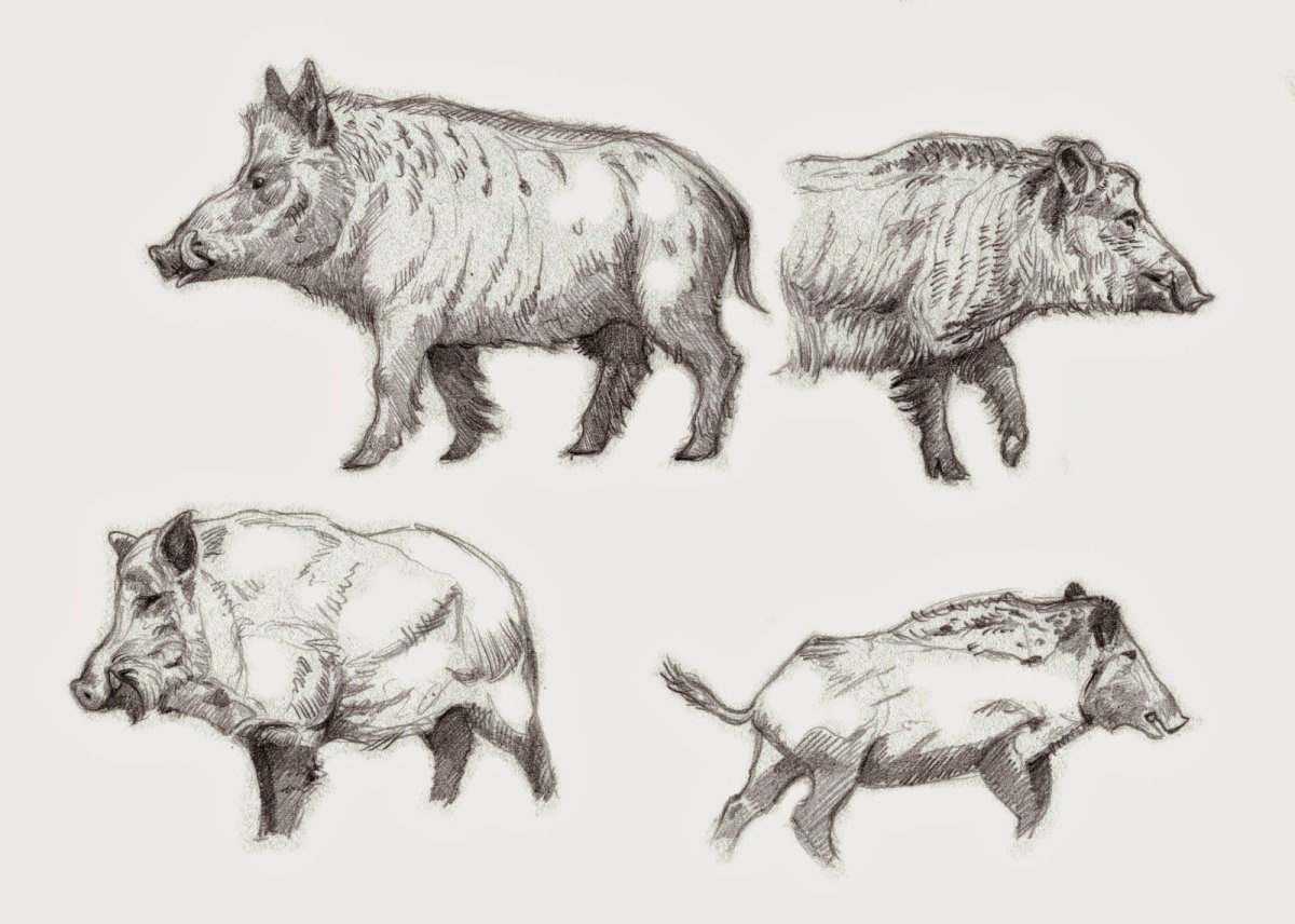 Свинья рисунок