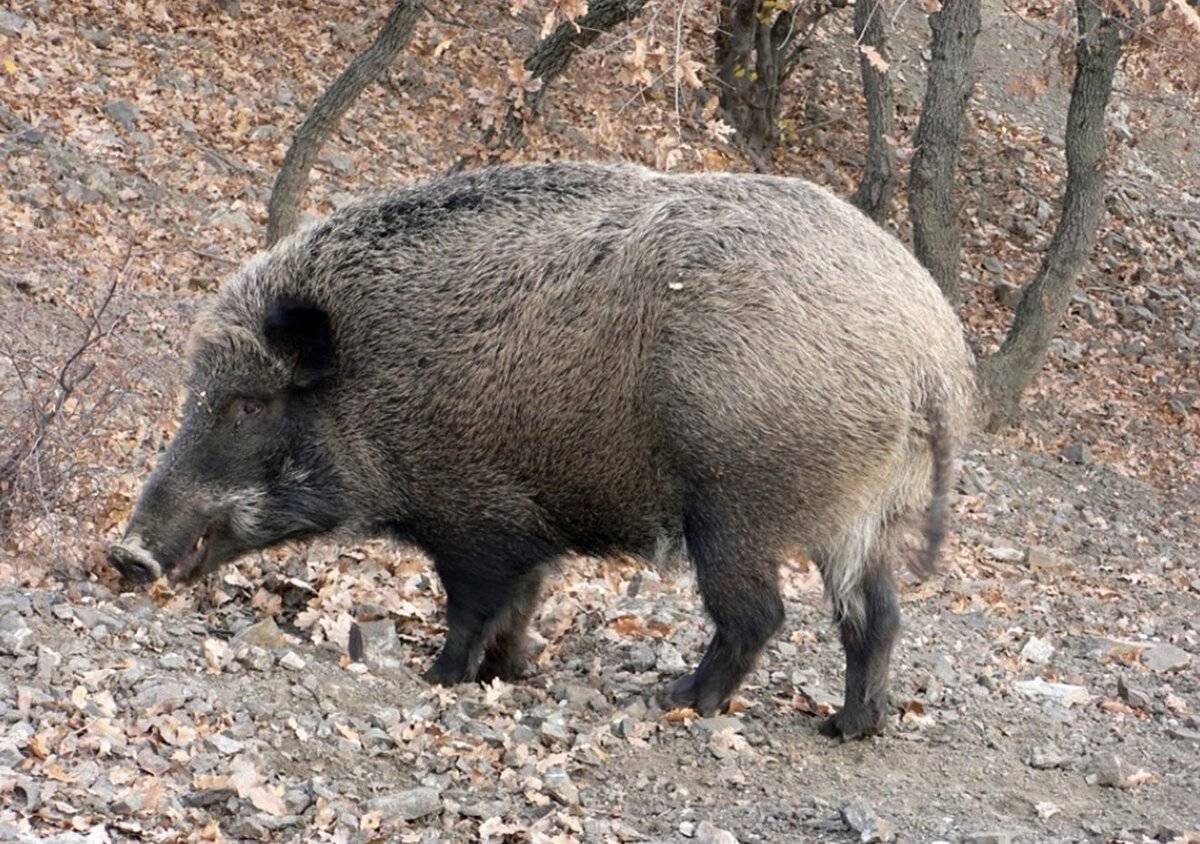 Шерсть собаки