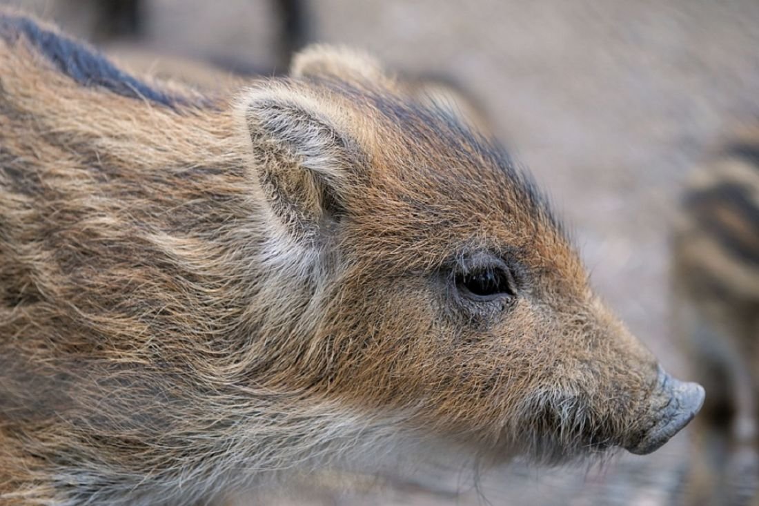 Животные Пензенской области кабан
