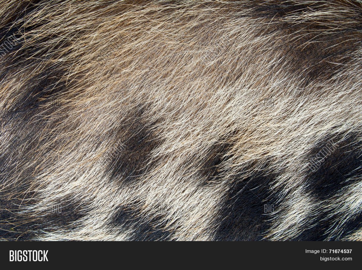 Шерсть кабана