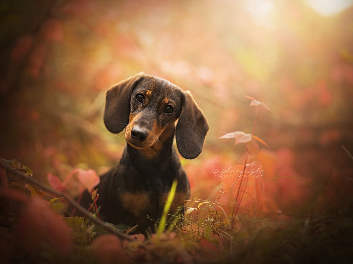 Собака улыбака такса